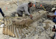 Dinosaur tail found in Mexico
