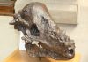 Head-to-head record suggests dinosaurs were headbangers