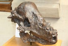 Head-to-head record suggests dinosaurs were headbangers
