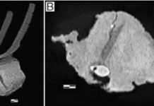 A near miss for a Tyrannosaurus rex: evidence of failed predation