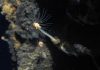 A Waterworld of Volcanoes