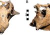 Fresh Analysis of Dinosaur Skulls Shows Three ‘Species’ Are Actually One