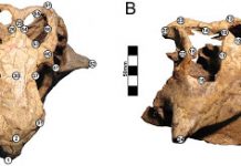 Fresh Analysis of Dinosaur Skulls Shows Three ‘Species’ Are Actually One