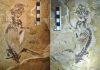 Fossil of History’s Most Successful Mammal