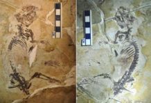 Fossil of History’s Most Successful Mammal