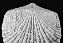 Rising Mountains, Cooling Oceans Prompted Spread of Invasive Species 450 Million Years Ago