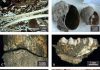 Hidden Shell Middens Reveal Ancient Human Presence in Bolivian Amazon