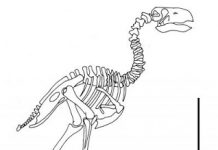 Research suggests terror bird’s beak was worse than its bite
