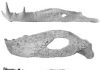 Jurassic Jaws: How Ancient Crocodiles Flourished During the Age of the Dinosaurs