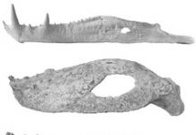 Jurassic Jaws: How Ancient Crocodiles Flourished During the Age of the Dinosaurs