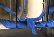 Dinosaur Wind Tunnel Test Provides New Insight Into the Evolution of Bird Flight