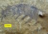 ‘Cascade of Events’ Caused Sudden Explosion of Animal Life