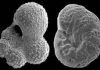 Late Cretaceous Period Was Likely Ice-Free