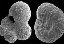 Late Cretaceous Period Was Likely Ice-Free