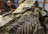 Science ‘could lose’ duelling dinos