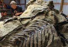 Science ‘could lose’ duelling dinos