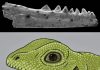 Oldest Lizard-Like Fossil Yet to Be Found Hints at Scaly Origins
