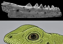 Oldest Lizard-Like Fossil Yet to Be Found Hints at Scaly Origins