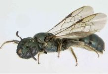 Bees Underwent Massive Extinctions When Dinosaurs Did