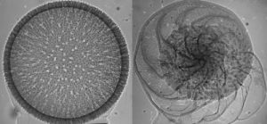 The intricate structure of plankton shells provides new opportunities to chart complex changes in climate. (Credit: Oscar Branson, University of Cambridge)