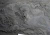 Tell-Tale Toes Point to Oldest-Known Fossil Bird Tracks from Australia