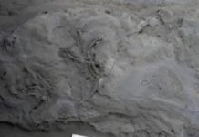 Tell-Tale Toes Point to Oldest-Known Fossil Bird Tracks from Australia