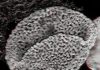 New fossils push the origin of flowering plants back by 100 million years to the early Triassic