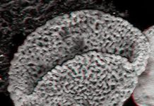 New fossils push the origin of flowering plants back by 100 million years to the early Triassic