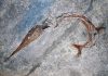 Exceptional fossil fish reveals new evolutionary mechanism for body elongation