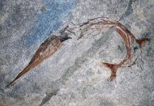 Exceptional fossil fish reveals new evolutionary mechanism for body elongation