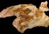 High School Student Discovers Skeleton of Baby Dinosaur