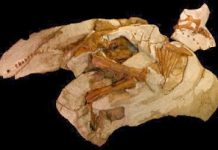 High School Student Discovers Skeleton of Baby Dinosaur