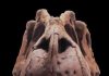 Newly Discovered Predatory Dinosaur ‘King of Gore’ Reveals the Origins of T. Rex