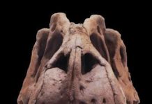 Newly Discovered Predatory Dinosaur ‘King of Gore’ Reveals the Origins of T. Rex
