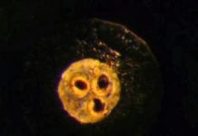 X-Rays Reveal Inner Structure of Earth’s Ancient Magma Ocean