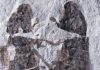 Earliest Record of Copulating Insects Discovered