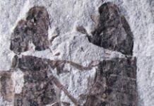 Earliest Record of Copulating Insects Discovered