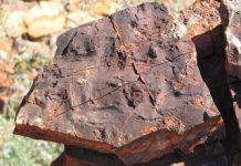 Evidence of 3.5-Billion-Year-Old Bacterial Ecosystems Found in Australia