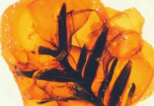 Amber provides new insights into the evolution of the Earth’s atmosphere