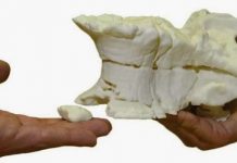 CT and 3-D Printers Used to Recreate Dinosaur Fossils