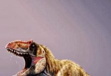 Colossal New Predatory Dino Terrorized Early Tyrannosaurs