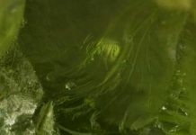 Ancient Minerals: Which Gave Rise to Life?