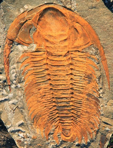 Trilobite | Geology Page