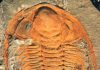 Trilobite