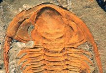 Trilobite