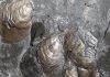 Oceanic ‘dead zones’ and Jurassic extinction