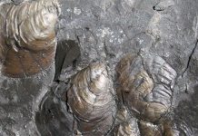 Oceanic ‘dead zones’ and Jurassic extinction