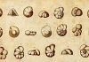 Clues to paleoclimate from tiny fossils