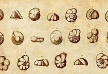 Clues to paleoclimate from tiny fossils