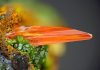 Crocoite